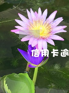 信用卡逾期也没工作很迷茫 信用卡逾期也没工作很迷茫