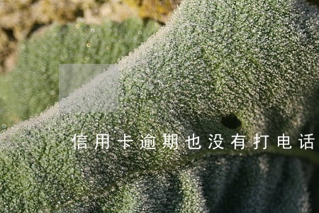 信用卡逾期也没有打电话催