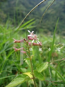 信用卡逾期也能下的网贷 信用卡逾期也能下的网贷