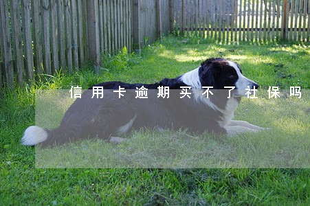 信用卡逾期买不了社保吗 信用卡逾期买不了社保吗