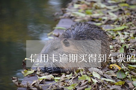 信用卡逾期买得到车票吗 信用卡逾期买得到车票吗