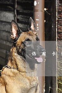 信用卡逾期买机票买得到不 信用卡逾期买机票买得到不