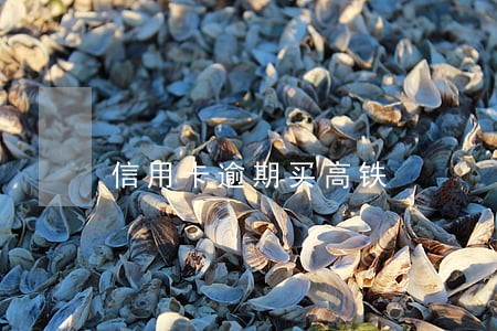 信用卡逾期买高铁 信用卡逾期买高铁