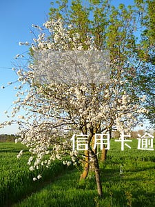 信用卡逾期乱收费 信用卡逾期乱收费