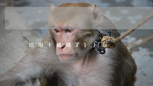 信用卡逾期了11万