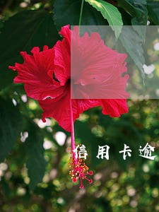 信用卡逾期了1天严重吗 信用卡逾期了1天严重吗