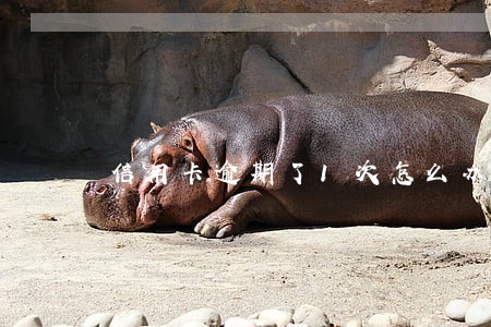 信用卡逾期了1次怎么办 信用卡逾期了1次怎么办