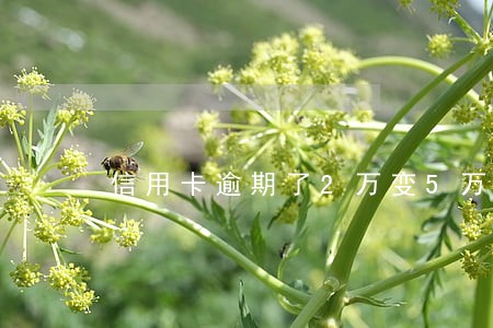 信用卡逾期了2万变5万 信用卡逾期了2万变5万