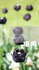 信用卡逾期了3个月收到开庭通知 信用卡逾期了3个月收到开庭通知