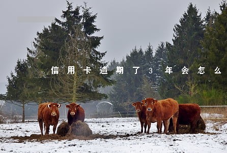 信用卡逾期了3年会怎么样 信用卡逾期了3年会怎么样
