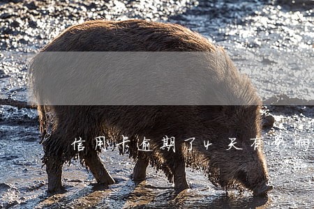 信用卡逾期了4天有影响么 信用卡逾期了4天有影响么