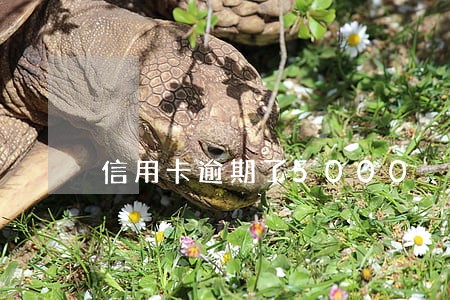 信用卡逾期了5000