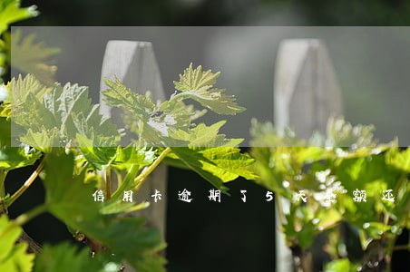 信用卡逾期了5天全额还款 信用卡逾期了5天全额还款