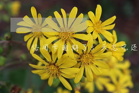 信用卡逾期了5天忘记还款了 信用卡逾期了5天忘记还款了