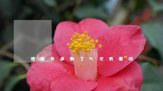 信用卡逾期了5次有事吗 信用卡逾期了5次有事吗