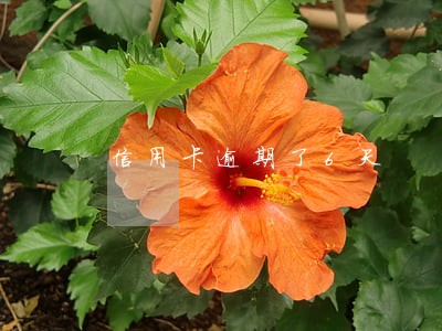 信用卡逾期了6天