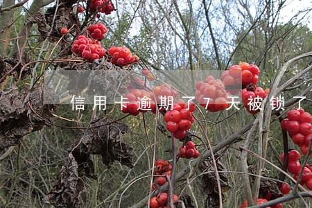 信用卡逾期了7天被锁了 信用卡逾期了7天被锁了