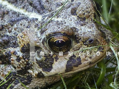 信用卡逾期了80块钱 信用卡逾期了80块钱