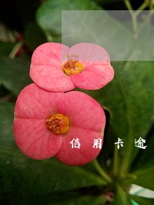 信用卡逾期了一两天会整样 信用卡逾期了一两天会整样
