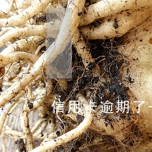 信用卡逾期了一个多星期 信用卡逾期了一个多星期