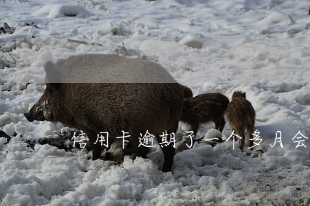 信用卡逾期了一个多月会封卡吗 信用卡逾期了一个多月会封卡吗