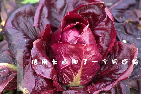 信用卡逾期了一个月还能借钱吗