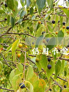 信用卡逾期了一个礼拜还上了 信用卡逾期了一个礼拜还上了