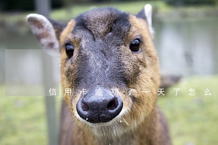 信用卡逾期了一天了怎么办 信用卡逾期了一天了怎么办