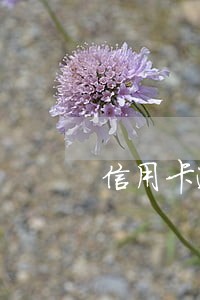 信用卡逾期了一天怎么算的 信用卡逾期了一天怎么算的