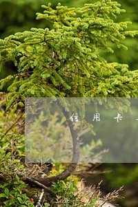 信用卡逾期了一天没事吧 信用卡逾期了一天没事吧