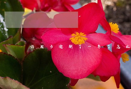 信用卡逾期了一年了怎么还款 信用卡逾期了一年了怎么还款