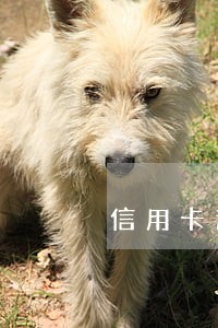 信用卡逾期了一年成黑户了吗 信用卡逾期了一年成黑户了吗