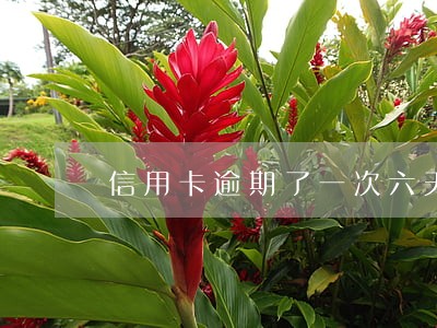 信用卡逾期了一次六天6 信用卡逾期了一次六天6