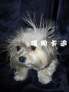 信用卡逾期了一次没额度了