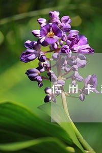 信用卡逾期了一毛钱 信用卡逾期了一毛钱