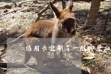 信用卡逾期了一般哪里公安打电话 信用卡逾期了一般哪里公安打电话