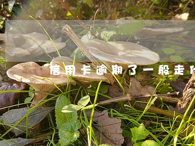 信用卡逾期了一般走什么流程 信用卡逾期了一般走什么流程