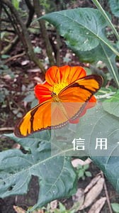 信用卡逾期了三个多月怎么办 信用卡逾期了三个多月怎么办