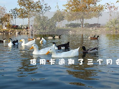 信用卡逾期了三个月会怎样 信用卡逾期了三个月会怎样