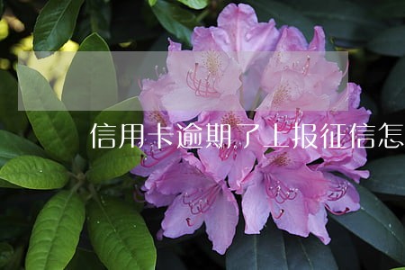 信用卡逾期了上报征信怎么办 信用卡逾期了上报征信怎么办