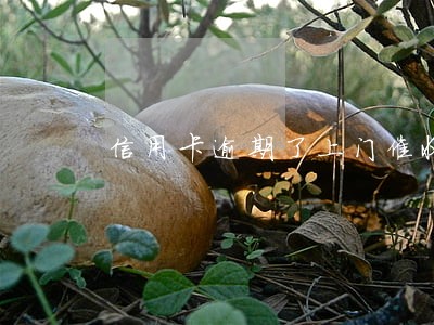 信用卡逾期了上门催收 信用卡逾期了上门催收