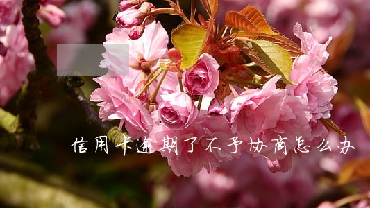 信用卡逾期了不予协商怎么办 信用卡逾期了不予协商怎么办