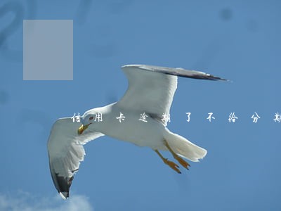 信用卡逾期了不给分期 信用卡逾期了不给分期