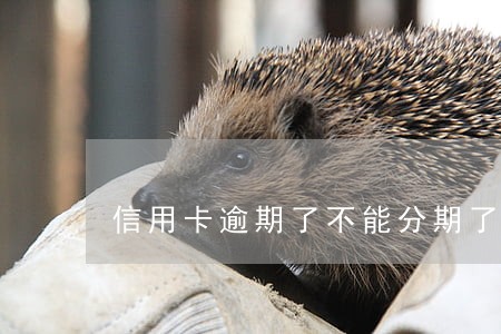 信用卡逾期了不能分期了吗 信用卡逾期了不能分期了吗