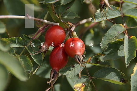信用卡逾期了两万