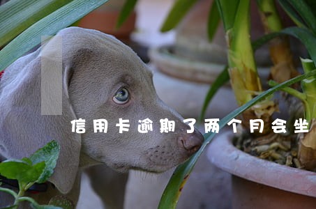 信用卡逾期了两个月会坐牢吗