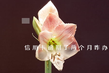 信用卡逾期了两个月咋办