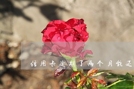信用卡逾期了两个月能还最低吗 信用卡逾期了两个月能还最低吗