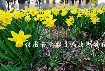 信用卡逾期了两次影响征信吗 信用卡逾期了两次影响征信吗