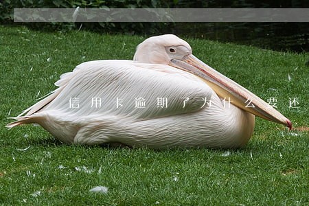 信用卡逾期了为什么要还全款 信用卡逾期了为什么要还全款